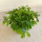 Mimosa Pudica / Mimoza wstydliwa - ruchliwa roślina