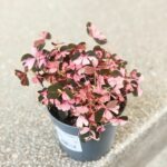Oxalis vulcanicola 'Crazy Plum' variegata