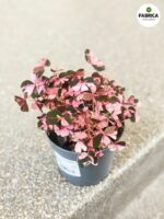 Oxalis vulcanicola 'Crazy Plum' variegata