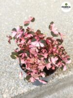 Oxalis vulcanicola 'Crazy Plum' variegata - obrazek 4