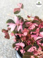 Oxalis vulcanicola 'Crazy Plum' variegata - obrazek 2