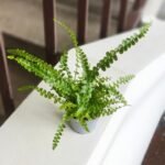 Nephrolepis cordifolia Duffii Nefrolepis sercolistny / paprotka