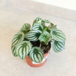 Peperomia argyreia Watermelon