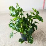 Filodendron / Philodendron ATLANTIS - obrazek 2
