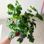 Filodendron / Philodendron ATLANTIS - obrazek 8