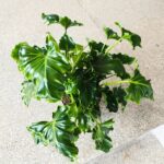 Filodendron / Philodendron ATLANTIS - obrazek 9