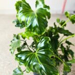 Filodendron / Philodendron ATLANTIS
