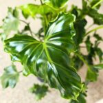Filodendron / Philodendron ATLANTIS - obrazek 7