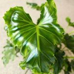 Filodendron / Philodendron ATLANTIS - obrazek 6