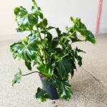 Filodendron / Philodendron ATLANTIS - obrazek 5