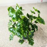 Filodendron / Philodendron ATLANTIS - obrazek 4