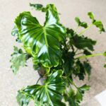 Filodendron / Philodendron ATLANTIS - obrazek 3