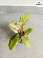 Filodendron / Philodendron Jungle Fever Variegata