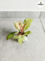Filodendron / Philodendron Jungle Fever Variegata - obrazek 4