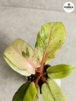 Filodendron / Philodendron Jungle Fever Variegata - obrazek 3
