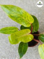 Philodendron / Filodendron Painted Lady