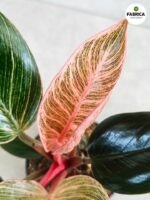Filodendron / philodendron Bikini Pink - obrazek 3