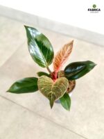 Filodendron / philodendron Bikini Pink - obrazek 5