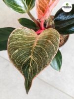 Filodendron / philodendron Bikini Pink - obrazek 2