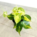 Philodendron Scandens Brasil M