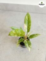 Filodendron / Philodendron Ring of fire - obrazek 10