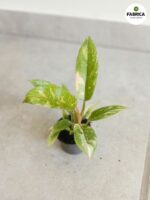 Filodendron / Philodendron Ring of fire - obrazek 6