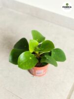 Pilea Peperomiodes M / Pieniążek - obrazek 2