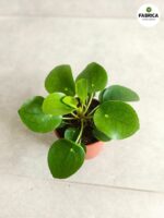Pilea Peperomiodes M / Pieniążek