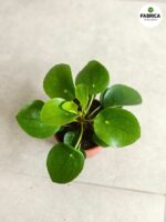 Pilea Peperomiodes M / Pieniążek - obrazek 4