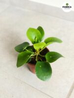 Pilea Peperomiodes M / Pieniążek - obrazek 3