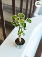Polyscias balfouriana - obrazek 4