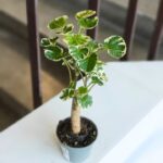 Polyscias balfouriana