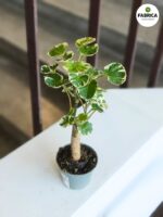 Polyscias balfouriana