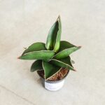 Sansevieria 'Samurai' S