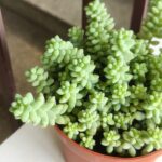 Sedum Burrito - sukulent