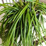 Selenicereus wercklei - wiszący sukulent patyczak XL - obrazek 4