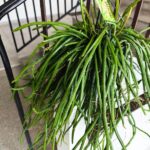 Selenicereus wercklei - wiszący sukulent patyczak XL - obrazek 3