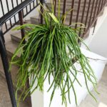 Selenicereus wercklei - wiszący sukulent patyczak XL - obrazek 2