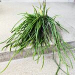 Selenicereus wercklei - wiszący sukulent patyczak XL