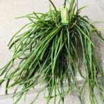 Selenicereus wercklei - wiszący sukulent patyczak XL - obrazek 6