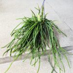 Selenicereus wercklei - wiszący sukulent patyczak XL - obrazek 5