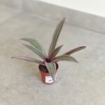 Tradescantia Sitara RHOE / trzykrotka