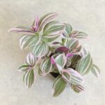 Tradescantia Sweetness / trzykrotka