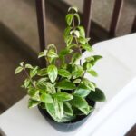 Aeschynanthus lobbianus Variegata