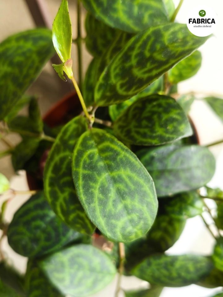 aeschynanthus marmoratus (5)