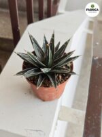 Agawa królewska / Agave victoriae reginae - obrazek 2
