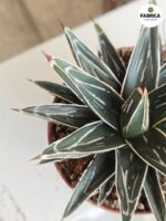 Agawa królewska / Agave victoriae reginae - obrazek 5