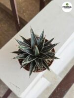 Agawa królewska / Agave victoriae reginae - obrazek 4