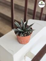 Agawa królewska / Agave victoriae reginae - obrazek 3