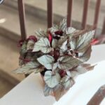 Begonia Beleaf ARCTIC BREEZE